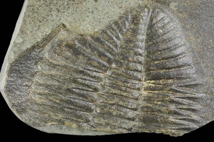 Partial Ogyginus Cordensis - Classic British Trilobite #103088